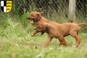 Mehr über den Artikel erfahren Rhodesian Ridgeback Züchter und Welpen im Zollernalbkreis