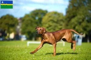 Mehr über den Artikel erfahren Rhodesian Ridgeback Züchter und Welpen in Flevoland